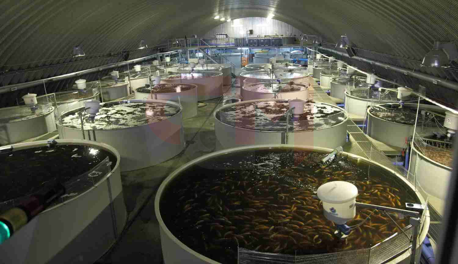 Аквакультурный комплекс (УЗВ)  (индустриальное выращивание товарной рыбы).