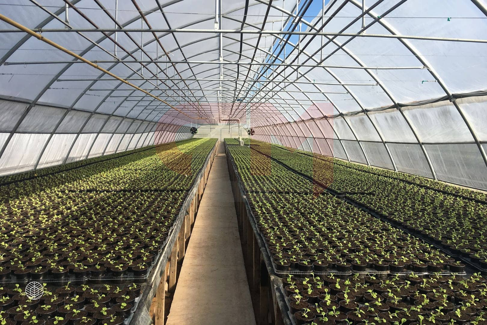 Промышленный тепличный комплекс  (от 10 Га, с собственным энергоцентром).