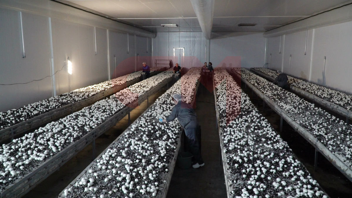 Грибоводческий комплекс  (промышленное производство шампиньонов).